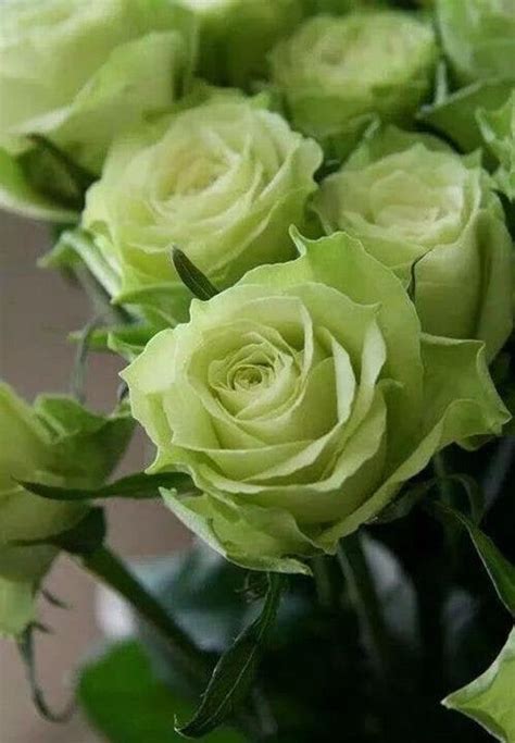 10 Green Rose Rosa Bush Shrub Perennial Flower Seeds H1003 Etsy In