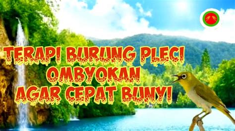 TERAPI BURUNG Pleci Ombyokan Agar Cepat Bunyi YouTube