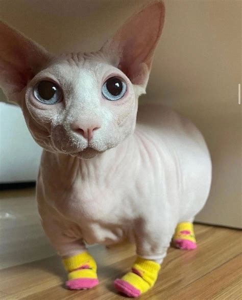 The Sphynx Breed Создать мем Meme