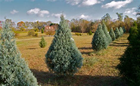 Blue Ice Cypress – Hollow Creek Tree Farm