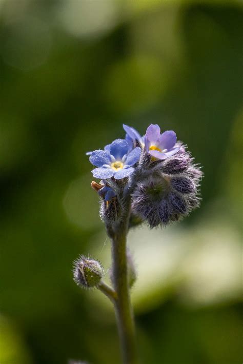 fleur nathaïs Photographie Flickr