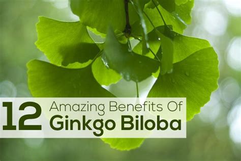 Ginkgo Biloba 14 Impressive Health Benefits Dosage And Side Effects Ginkgo Biloba Gingko