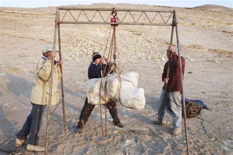 The Heaviest Animal Ever Ancient Whale Found In Peru Desert