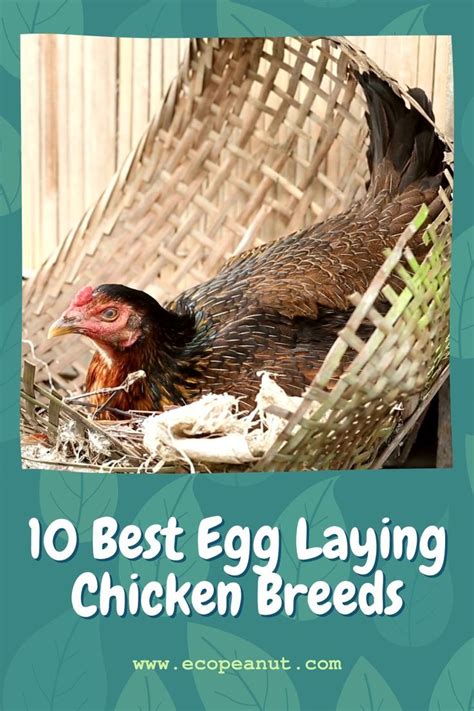 How Long Do Chickens Lay Eggs Artofit