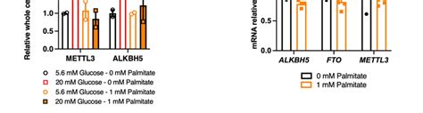 Effects Of A Chronic High Glucose And Palmitate Treatment On M A Rna