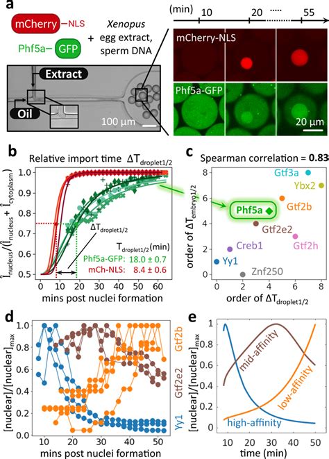 The Temporal Order Of Nuclear Import In Cell Free Droplets Observed Via