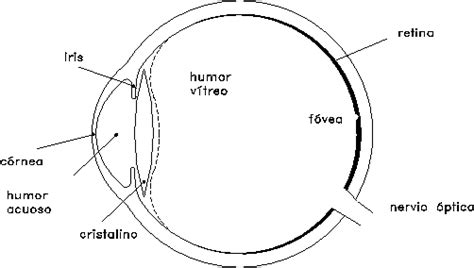 Resultado De Imagen De El Ojo Y Sus Partes Para Ni Os De Primaria