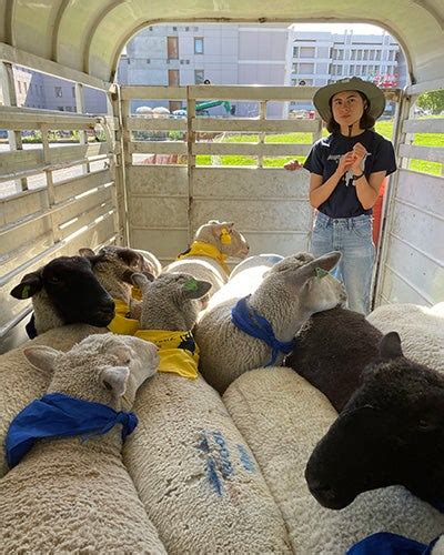 Surprising Benefits Of Using Sheep As Lawn Mowers Uc Davis