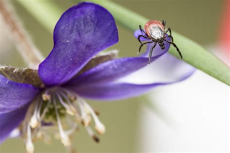 Ixodes Ricinus Castor Bean Tick Free Photo On Pixabay