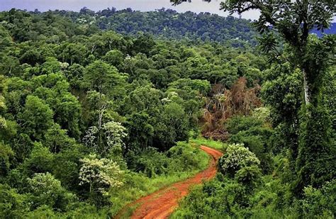 Mitigar El Cambio Climático Desde Los Bosques