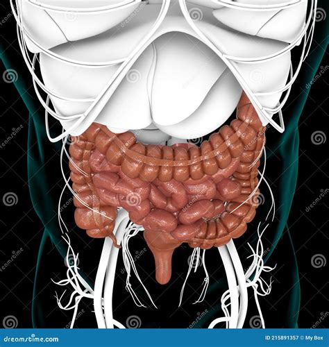 Small And Large Intestine 3d Illustration Human Digestive System