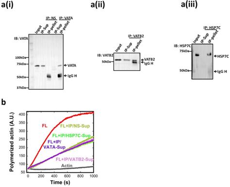 Testing Candidate Proteins In The Bif For Inf Inhibition By