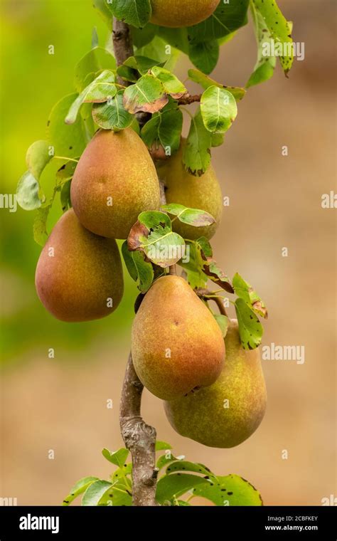 Fruit Pruning Summer Fruit Espalier Hi Res Stock Photography And Images