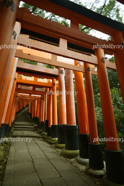 京都 伏見稲荷神社の千本鳥居 写真素材 5485111 フォトライブラリー Photolibrary