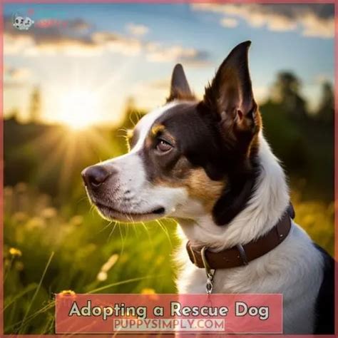 Adopting A Rescue Dog The 3 Stages Of Adjustment