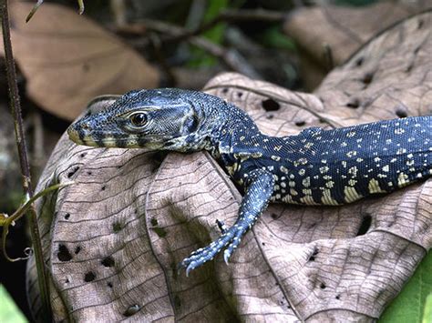 Malayan Water Monitor Varanus Salvator