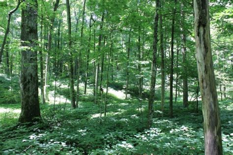 Mesic Southern Forest Photos - Michigan Natural Features Inventory
