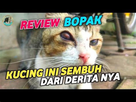 Review Kucing Tumor Mata Dan Kucing Anakan Tidak Bisa Bedakan Jantan