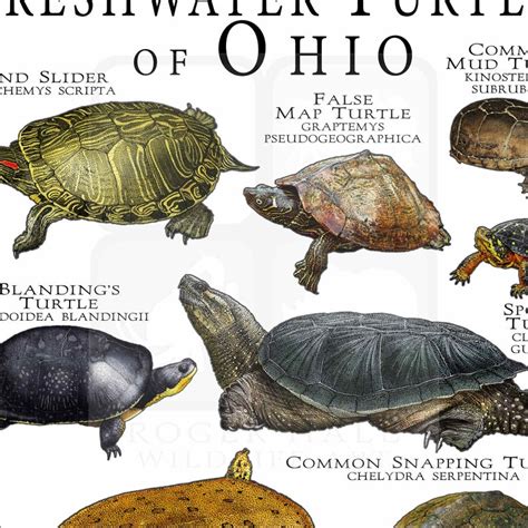 Freshwater Turtles Of Ohio Poster Print Field Guide Etsy