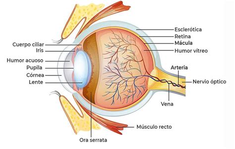 Enfermedades mácula o retina Oftalmología Sevilla Hospital