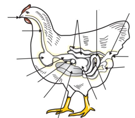 Avian Digestive System Diagram Quizlet