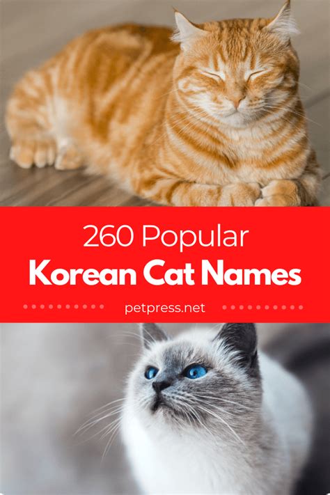 260 Popular Male And Female Korean Cat Names with Meanings