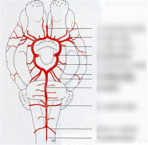 Arterien Basal Am Gehirn Diagram Quizlet