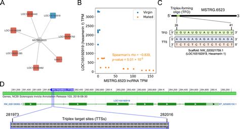 Relationships Between Mstrg Lncrna And Protein Coding Gene