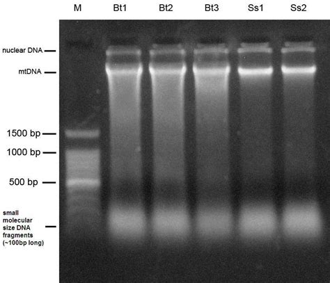 PDF] Agarose Gel Electrophoresis For The Separation Of DNA, 47% OFF