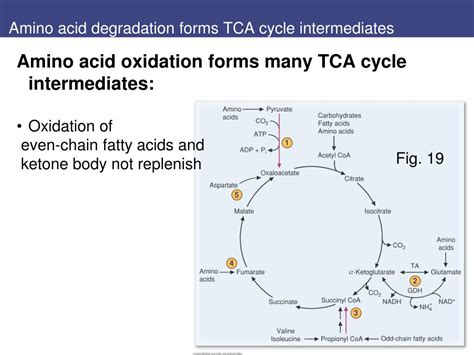 PPT - Chapt. 20 TCA cycle PowerPoint Presentation, free download - ID:3358447