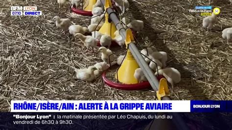 Alerte à la grippe Aviaire dans le Rhône l Ain et en Isère