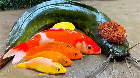 Haircut For Catfish Cooking Fish Stop Motion Mukbang Colorful Koi