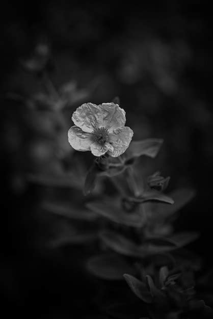 Una Flor En Blanco Y Negro Con Un Centro Blanco Foto Premium