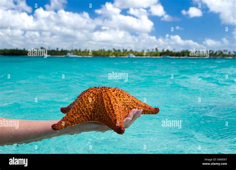 Starfish Wallpaper Hi Res Stock Photography And Images Alamy