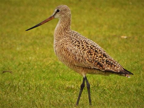 Marbled Godwit A Fabulous Marbled Godwit Limosa Fedoa Flickr