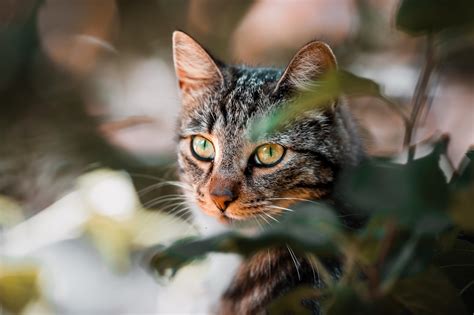 La belleza peluda Descubre las razas de gatos más peludos del mundo