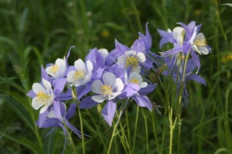 How To Transplant Columbine Flowers