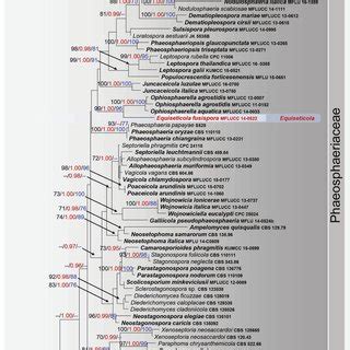 Raxml Tree Based On Analyses Of A Combined Dataset Of Lsu Ssu And Its