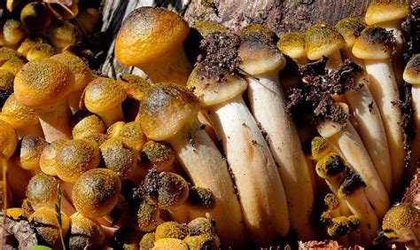 Armillaria Mellea La Seta De Miel Un Tesoro De La Naturaleza Blog