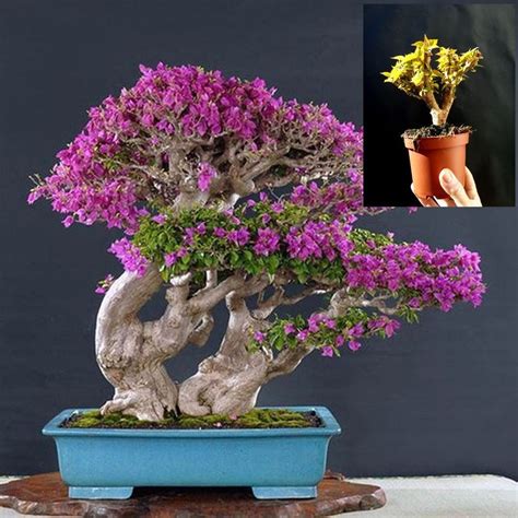 Bougainvillea Pre Bonsai Amazing Plant Approximately 16 Years Old