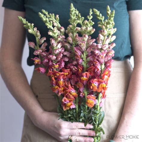 Snapdragons Sorbet — Flower Moxie Flower Care Snapdragon Flowers