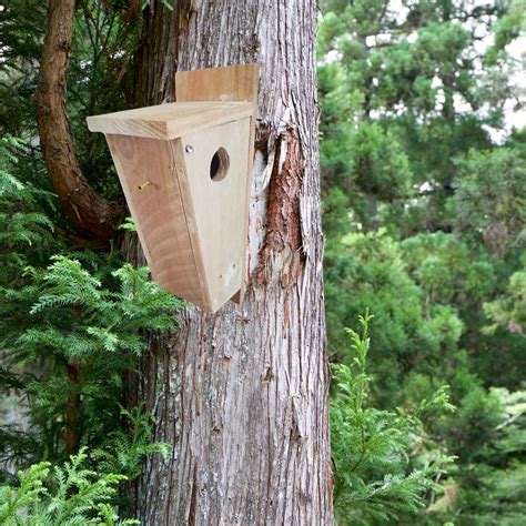 Eastern Bluebird Nesting Box Bird House Bird Watching Bird - Etsy