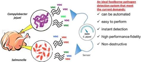 Rapid Detection Of Foodborne Pathogens