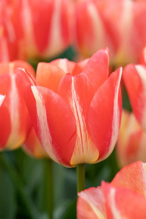 Tulpe Tulipa Spryng Sunrise Bild Kaufen 13692613