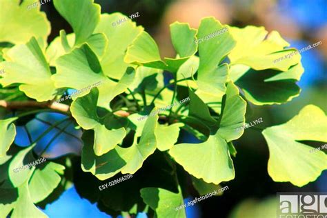 Ginkgo Biloba Propiedades Y Contraindicaciones Esenciales