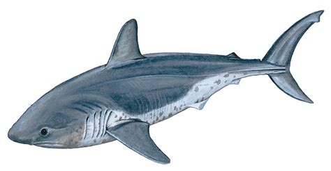 Salmon shark - Lamna ditropis — Shark Research Institute