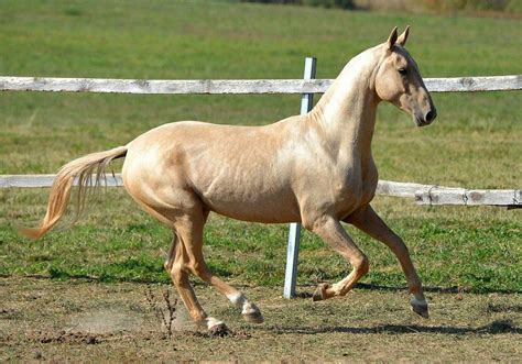 Palomino Horses History Fun Facts Photos And Care Artofit