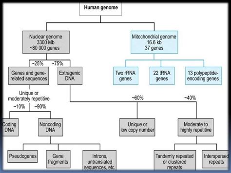 Human Genome