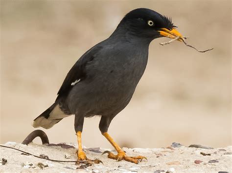 Javan Myna Ebird