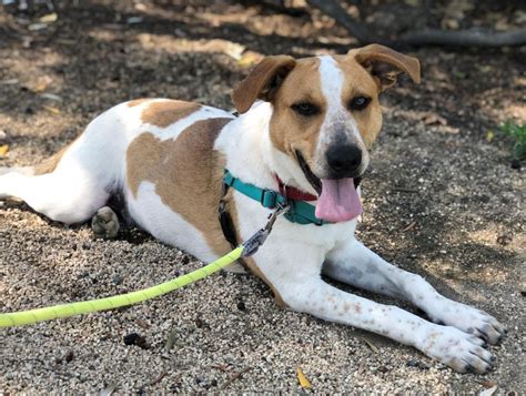 Australian Cattle Dog Mix Flynn Is A Goofy Puppy Orange County Register